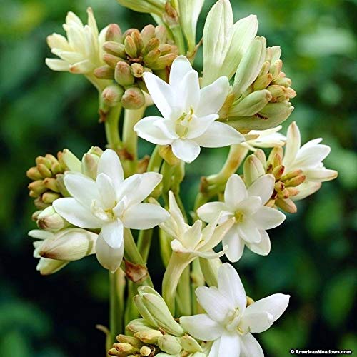 Image of Live Green Flower Bulb Tuberose /Rajnigandha Single /Double Petal Fragrance For Home Gardening (Double Petal 10 Flower Bulbs Pack)