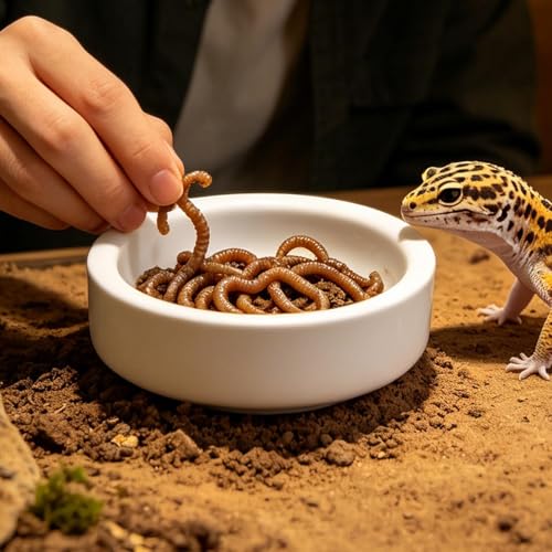 Genérico Tränke für Reptilien, aus Keramik mit stabiler und auslaufsicherer Basis, Keramikschale für Wasser, Spinne, Schlange, Chamäleon, Einsiedler und bärtiger Drache-8
