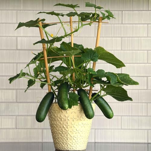 Eden Brothers Cucumber Seeds - Kitchen Mini Quick Snack