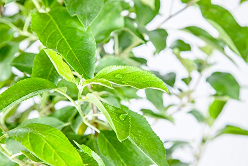 Perfect Plants Hood Pear Tree Live Plant, Produces Fruit, 4-5', Includes Care Guide #TOP4