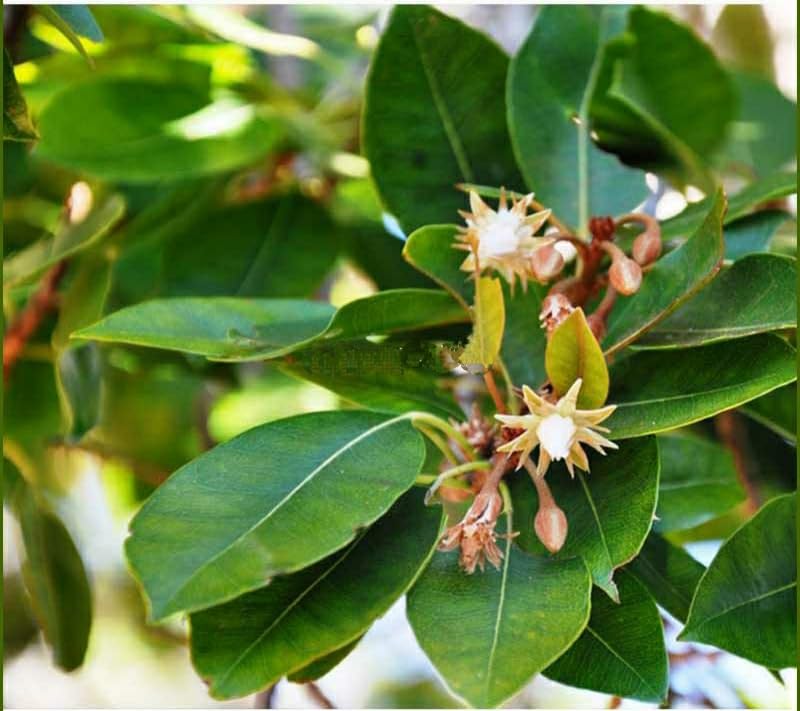 Spanish Cherry Live Bokul Flower Plant Good Looking Outoor Flowring Plant 1 Live Healthy Plant