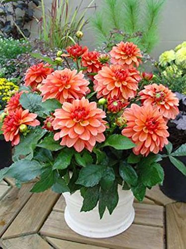 Creative Farmer Flower Seeds : Giant Dahlia Seeds For Planting Flowered Bright Flower Seeds Hybrid - Garden Flower Seeds Pack (B074RHQDTW) Amazon Price History, Amazon Price Tracker