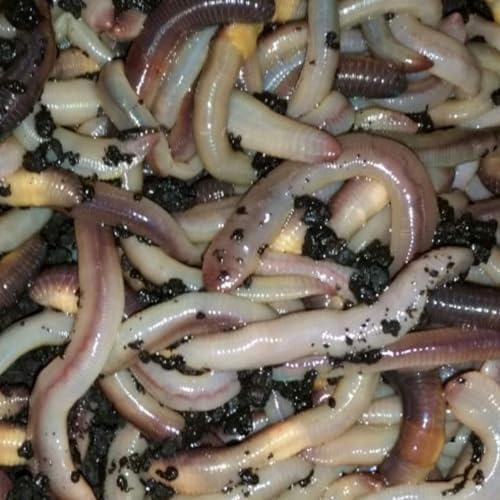50 Canadian Nightcrawlers (4-6 inch) - Premium Fishing Bait or Pet Feeder - High-Protein, Nutrient-Rich Live Worms for Fishing, Reptiles, Birds & Small Animals - Ideal for Anglers
