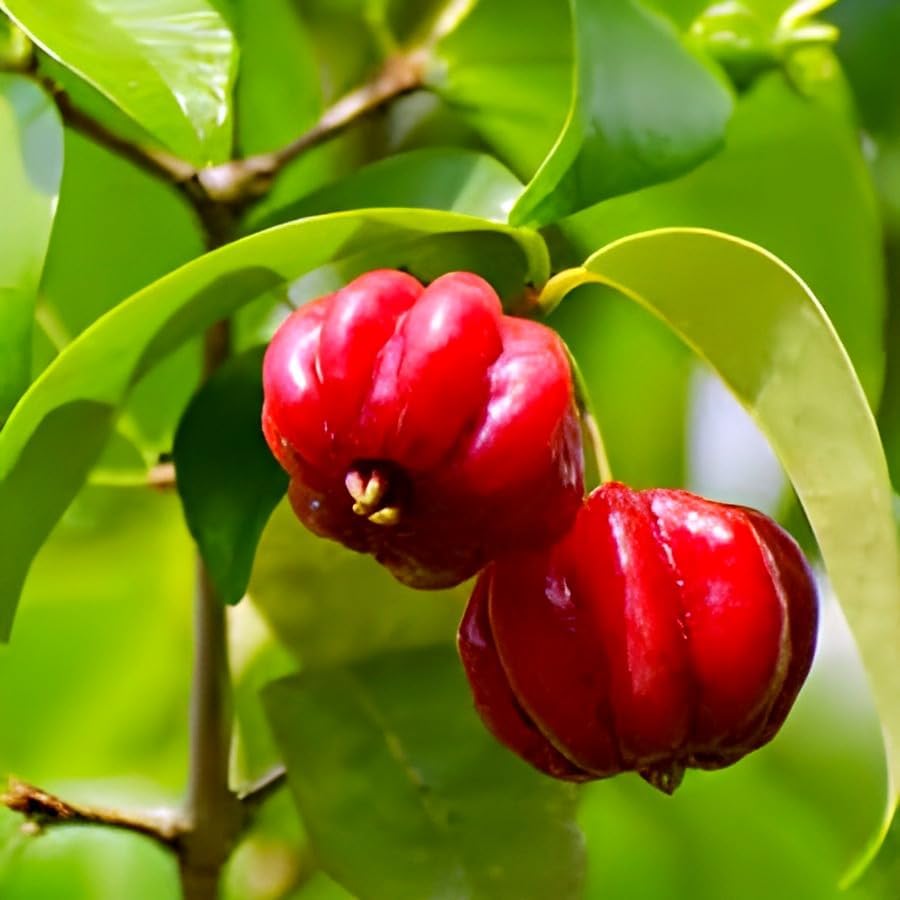 Image of Testy & Sweet Red Suriman cherry Fruit plant || For Home Garden Outdoor Fruit Plant.