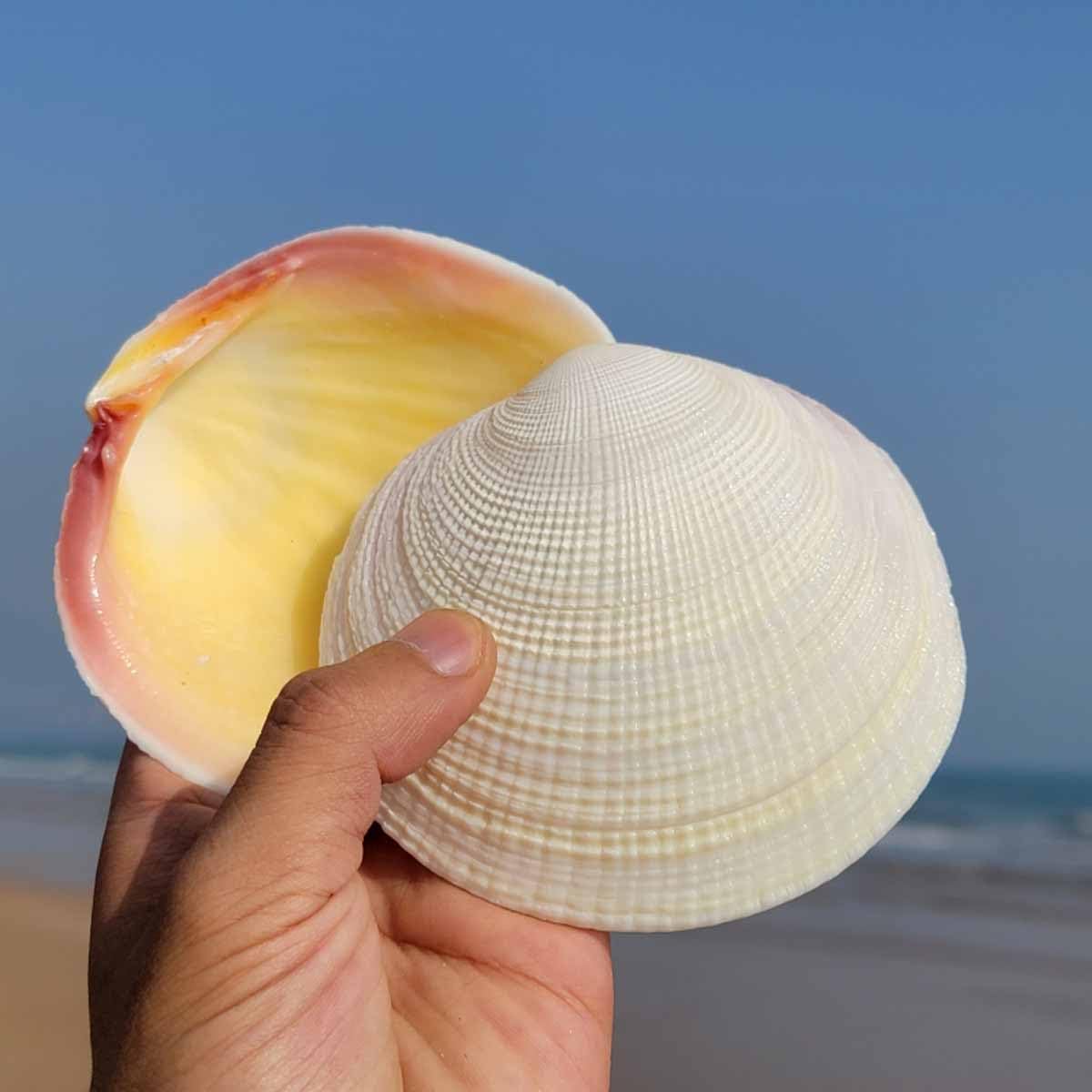 Conchiglie Naturali di Grandi Dimensioni, 9-11 cm for Decorazioni Nuziali, Feste a Tema Spiaggia, for la casa, Artigianato Fai da Te