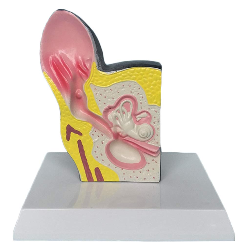Model zwierzęcy, Model anatomiczny Ucho Pies - Model organów zwierzęcych - Materiał PVC Medyczny model anatomiczny Ucho Pies - Pomoc szkolenie edukacyjne medyczne
