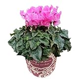 花のギフト社 シクラメン ギフト プレゼント 花 鉢植え 鉢花 誕生日 5号鉢 ファルバラローズ