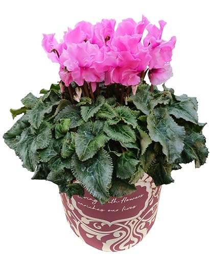 Ԃ̃Mtg VN Mtg v[g  A  a 5 t@o[Y