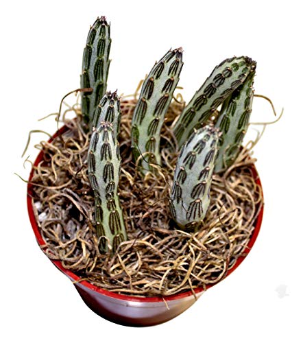 Fat Plants San Diego Succulent Plant(S) Fully Rooted In 4 Inch Planter Pots With Soil - Real Live Potted Succulents/Unique Indoor Cactus Decor (1, Senecio Stapeliaeformis) #TOP1