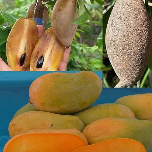 Image of Combo 2 Thai Long Variety Dwarf Chiku Plant Hybrid All Seasons + Kesar Mango Plant Grafted (Height-2-3 Feet) Dwarf Grafted Live Sapota Fruit Plant for Home Garden