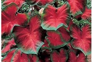 Colossal Elephant Ear Plant: Thriving in Heat and Humidity