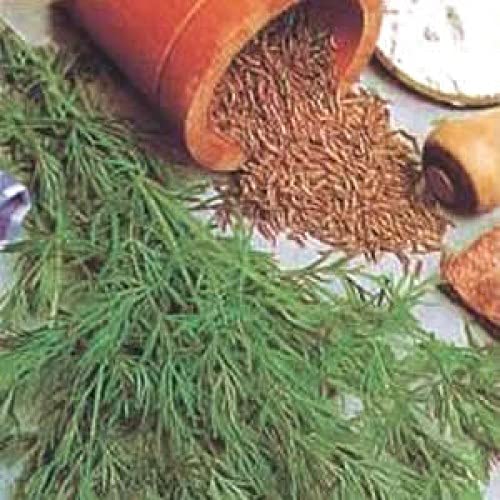 650 SEMENTES TEMPEROS + ERVAS AROMÁTICAS 19 TIPOS + BRINDE