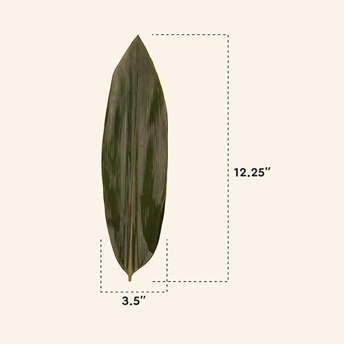 Miniatura 5 de BambooMN Hojas de bambú para cocinar zongzi, alternativa a la hoja de plátano, parrillabarbacoa, bolsas naturales para hervir, 12.25 x 3.5 pulgadas,