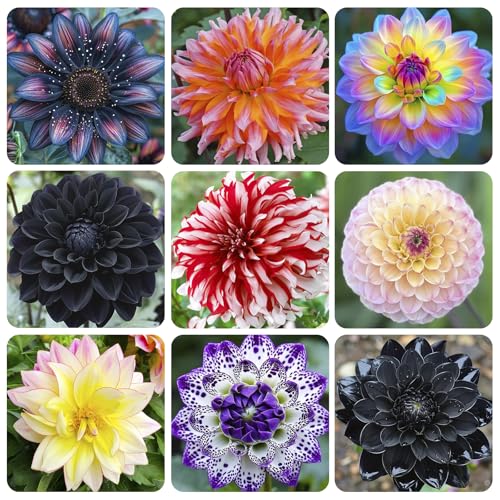 100+ Giant Dahlia Dinner Plate Flower Seeds - Exotic Dahlia for Planting Dahlia Pinnata...