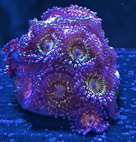 Live saltwater coral frag - golden space monsters zoanthids (5+ h…