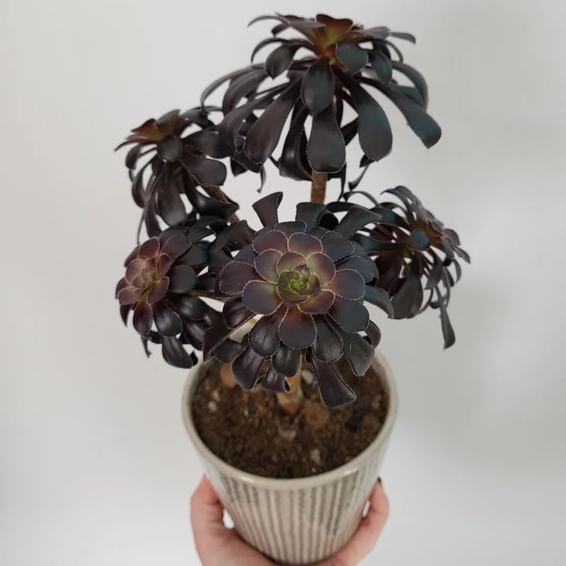 Miniatura 4 de Black Roses Plant Aeonium - Plantas suculentas vivas en maceta de 4 pulgadas  Planta Aeonium  Perfecto para decoración de interiores, espacios
