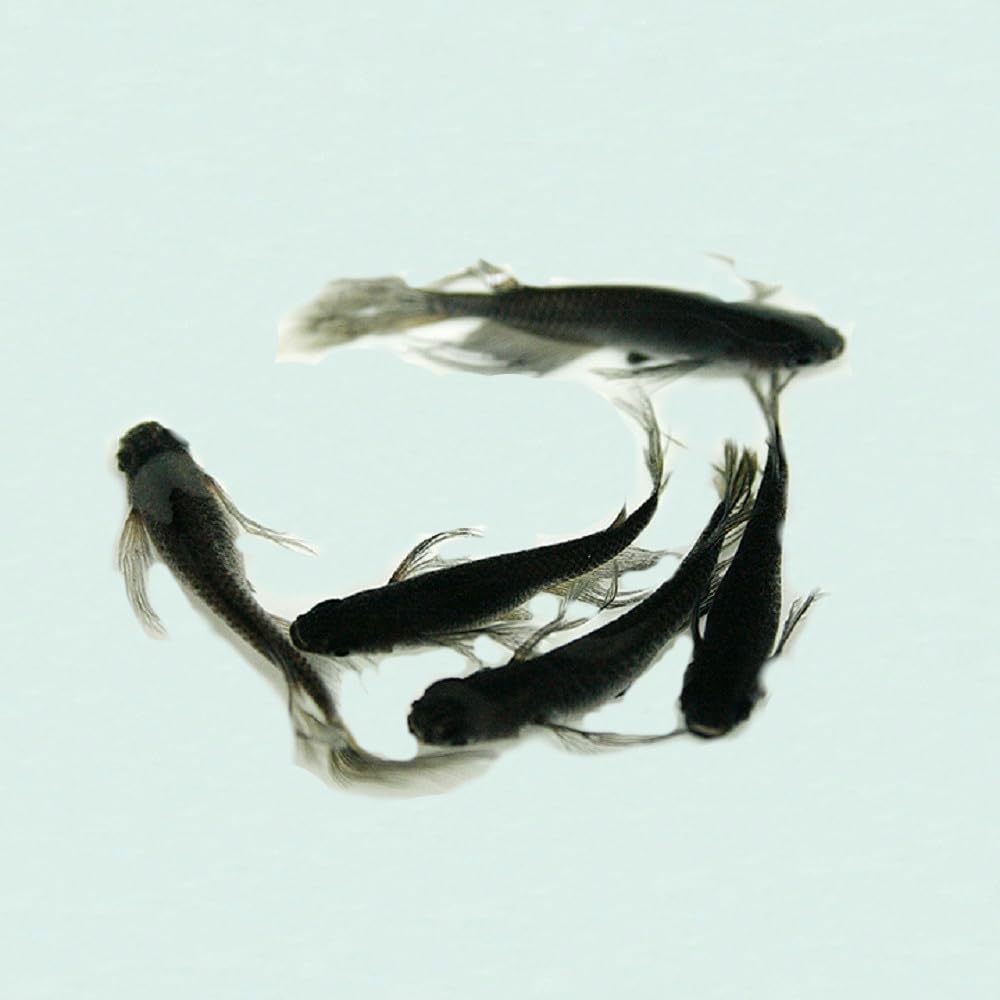 Amazon | メダカ/松井ヒレ長 オロチ 6匹 3ペア/めだか 生体 成魚/秋
