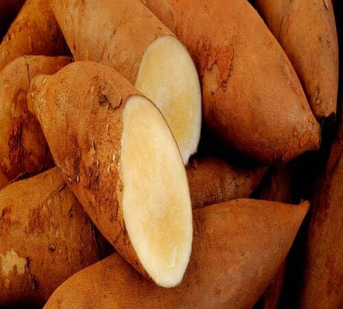 100pcs Brown Yacon Fruit Seeds