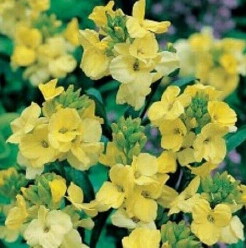 Wallflowers - Bareroot - Self Colours - Varieties (60, Primrose Dame)