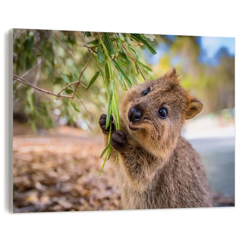 VETEB Paint by Numbers Kit for Adults Beginner Happiest Animal Quokka is Enjoying Swing Being so Happy Rottnest DIY Framed Painting on Canvas by Numbers Acrylic Oil Painting Home Decor Gifts 16