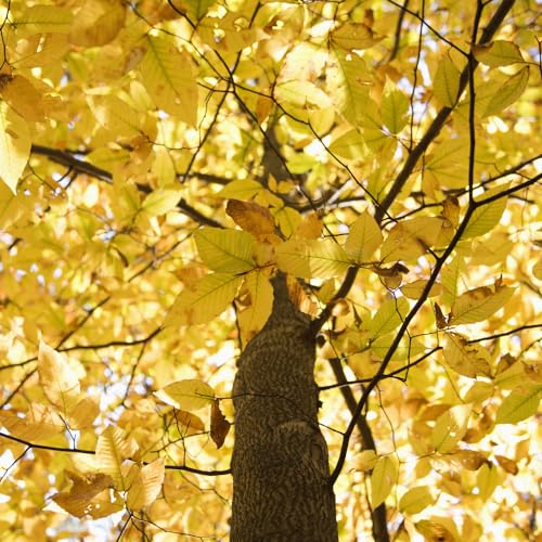 American Beech Tree Seedlings for Planting - Attractive and Hardy Trees (5 Seedlings)