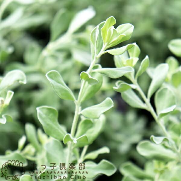 Amazon.co.jp: レウコフィルム 10.5cmポット苗 : DIY・工具・ガーデン