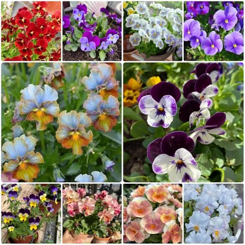 semi di viola del pensiero, da balcone resistenti Viola tricolore, semi di decorazione da giardino per esterni 400pcs