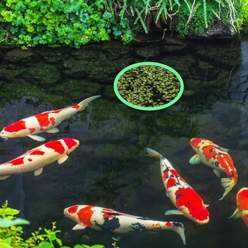 Futterring Aquarium, Schwimmende Pflanzenringe 5 Größen Fischfutterring für Aquarien Schwimmender Futterring Floating Plant Rings zum Stelle Zu Halten oder Trennen Schwimmende Pflanzen,10 Stück