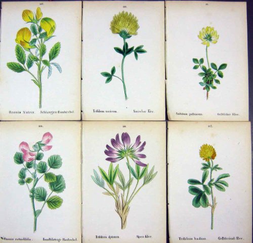 6 trifoglio alpino noricum alpinum badium del