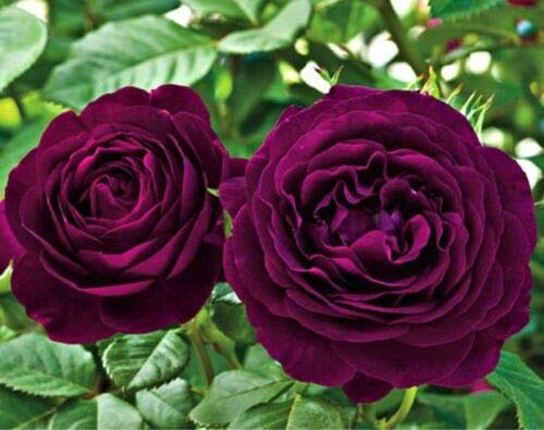 ROYAL LAND Heirloom Fresh Exotic Purple Rose Bush Flower 2 Grafted Live Plant (B083JJFH2S) Amazon Price History, Amazon Price Tracker