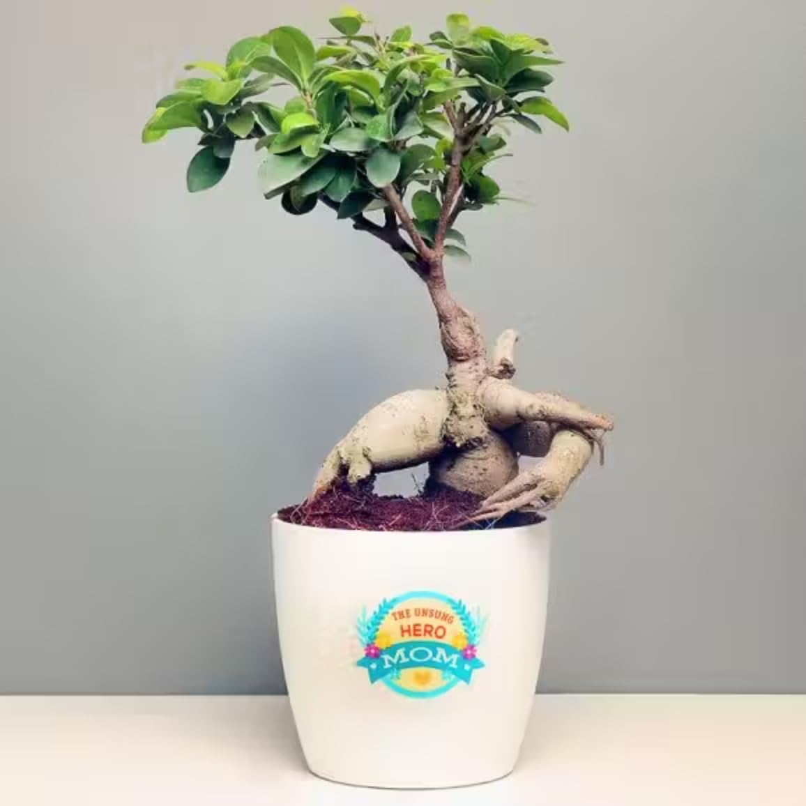 Floweraura Air Purify Live Indoor Bonsai Plant in Plastic Pot with Mom Theme Sticker for Living Room, Balcony, Kitchen, Home/Office Decor, Birthday Gift, (Same Day Delivery)-image-45