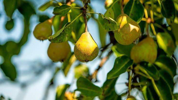 Image of Healthy Vibe Plants Live Babugosha European Pear Fruit Plant - Pack Of 1