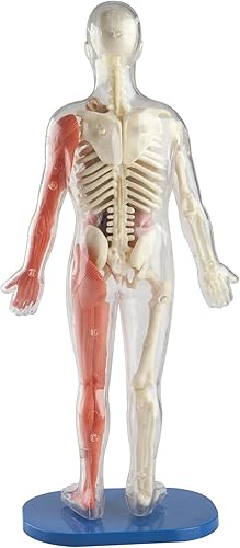 Miniatura 2 de SMARTLAB Toys Squishy Human Body with 21 Removable Body Parts with Anatomy Book