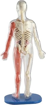 SMARTLAB Toys Squishy Human Body with 21 Removable Body Parts with Anatomy Book