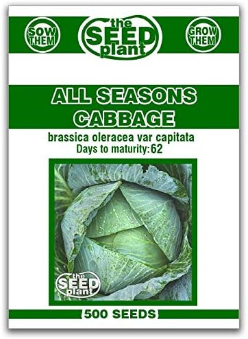All Seasons Cabbage Seeds - 500 Seeds Non-GMO