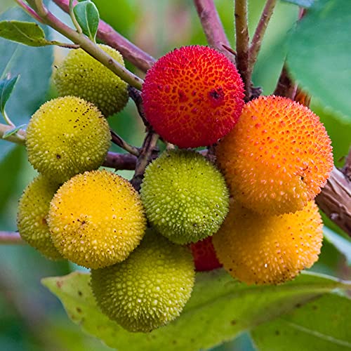 Arbutus Unedo - Strawberry Tree | Vibrant Edible Potted Garden Fruit Shrub (15-30cm Incl. Pot)