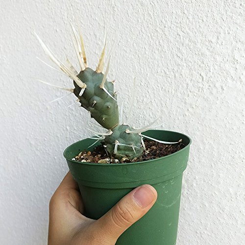 Paper Spine Cactus Tephrocactus Articulatus Var. Papyracanthus (4 Inch) #TOP4