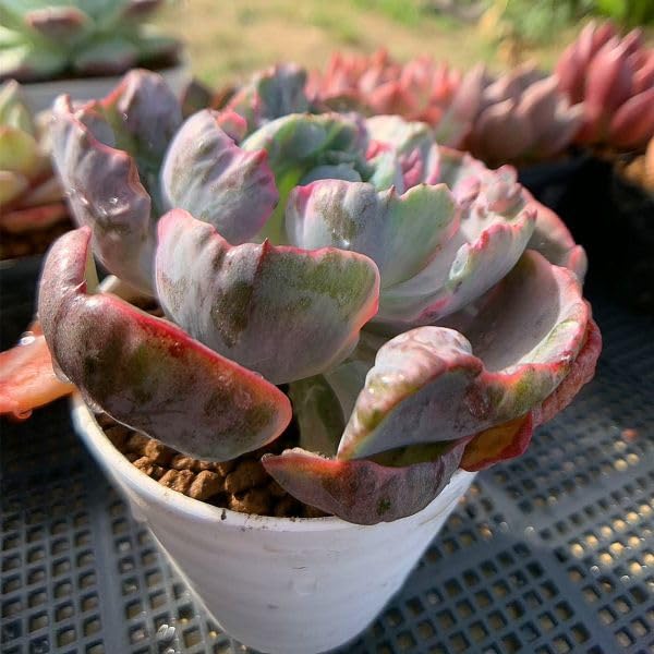 Amazon.co.jp: 農園直売 多肉植物 観葉植物 エケベリア属 レイン