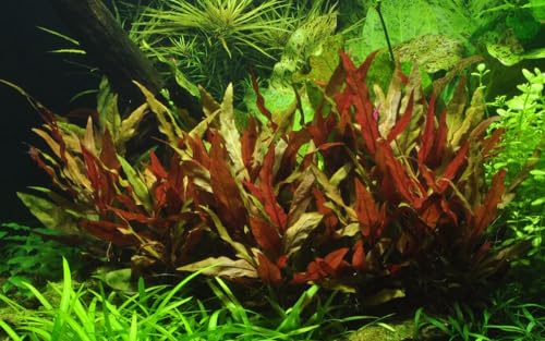 AquaOne Alternanthera reineckii Plante aquatique d'aquarium Plante tige entièrement enracinée Facile d'entretien Facile d'entretien Décoration d'aquarium