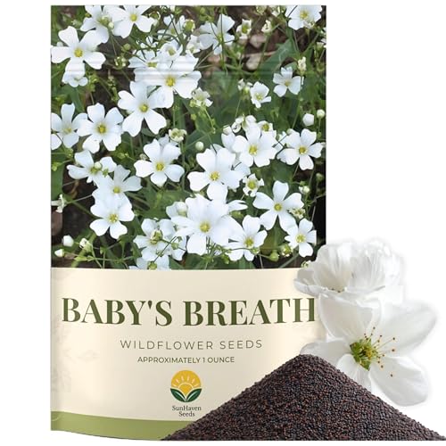 SunHaven Seeds Babys Breath Seeds 20 000+ Seeds 1 oz Bulk Resealable Packet Quick Blooming Gypsophila elegans Flower Seeds with White Blooms for Bouquets Borders & Wildflower Gardens