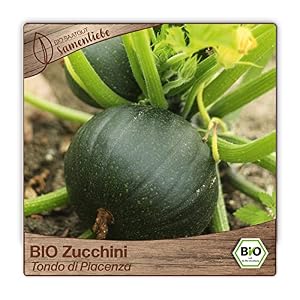 Samenliebe BIO Zucchini Samen alte Sorte Tondo di Piacenza italienische Zucchini runde baby Zucchini 10 Samen samenfestes Gemüse Saatgut für Gewächshaus Freiland und Balkon BIO Gemüsesamen