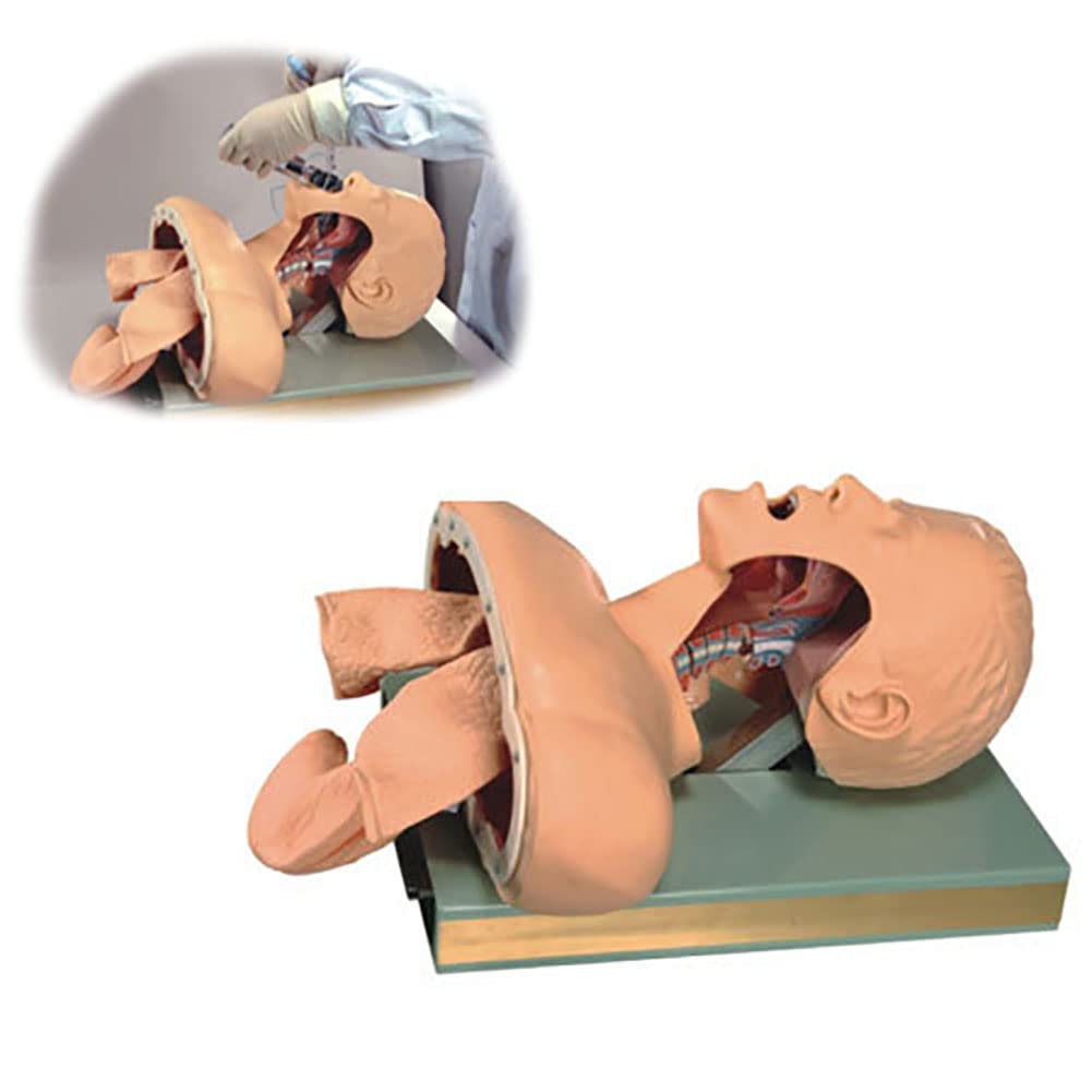 GTHTUHFD Human Model Adult Intubation Manikin Lab Airway Management Trainer Intubation Manikin Medical Study Teaching Model Aid-Fast Demo Pvc Alarm Airway Management Trainer