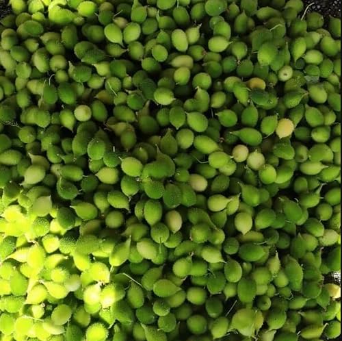 JIGNISHASEEDS Hybrid Kantola/Spiny Gourd Vegetable Seeds For Home Garden - Pack of 20 (B0CCPG39KT) Amazon Price History, Amazon Price Tracker
