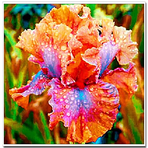 Wedding, Iris Bulbs for Planting Now UK, Natural Organic, Greening Flower, Hardy Perennial, Iris Bulbs, Garden Flowers, Plant Bulbs, 3bulb-e
