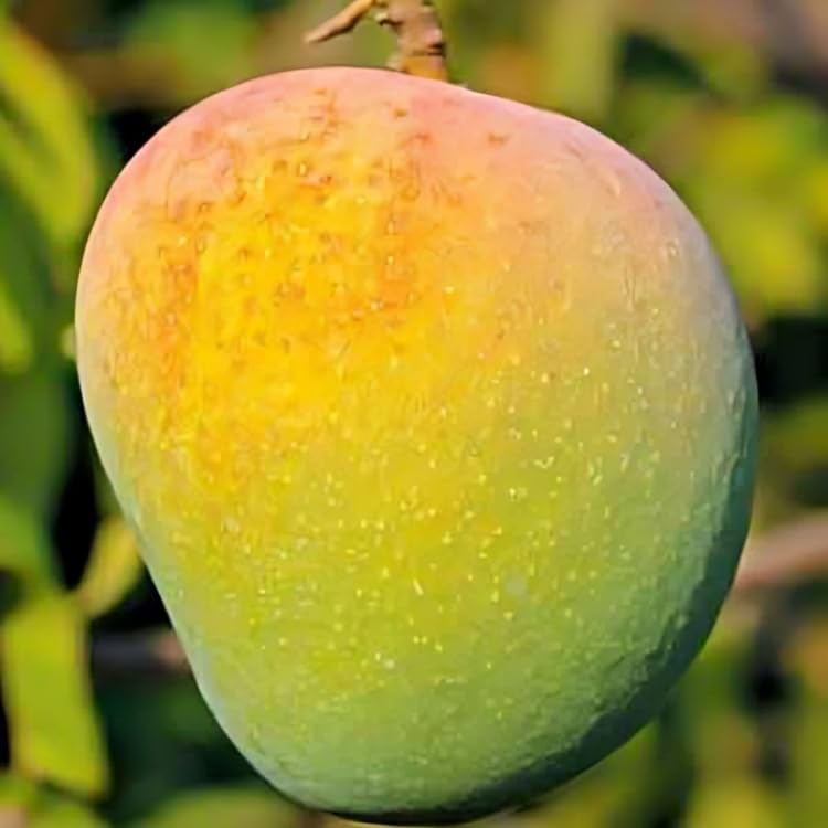 Image of Badam Mango Mango Plant (Grafted Plant Height 2-3 Feet) Hybrid 1 Healthy Live Frout Plant For Home Garden Fruit After 2-3 Years Grafted Mango Tree