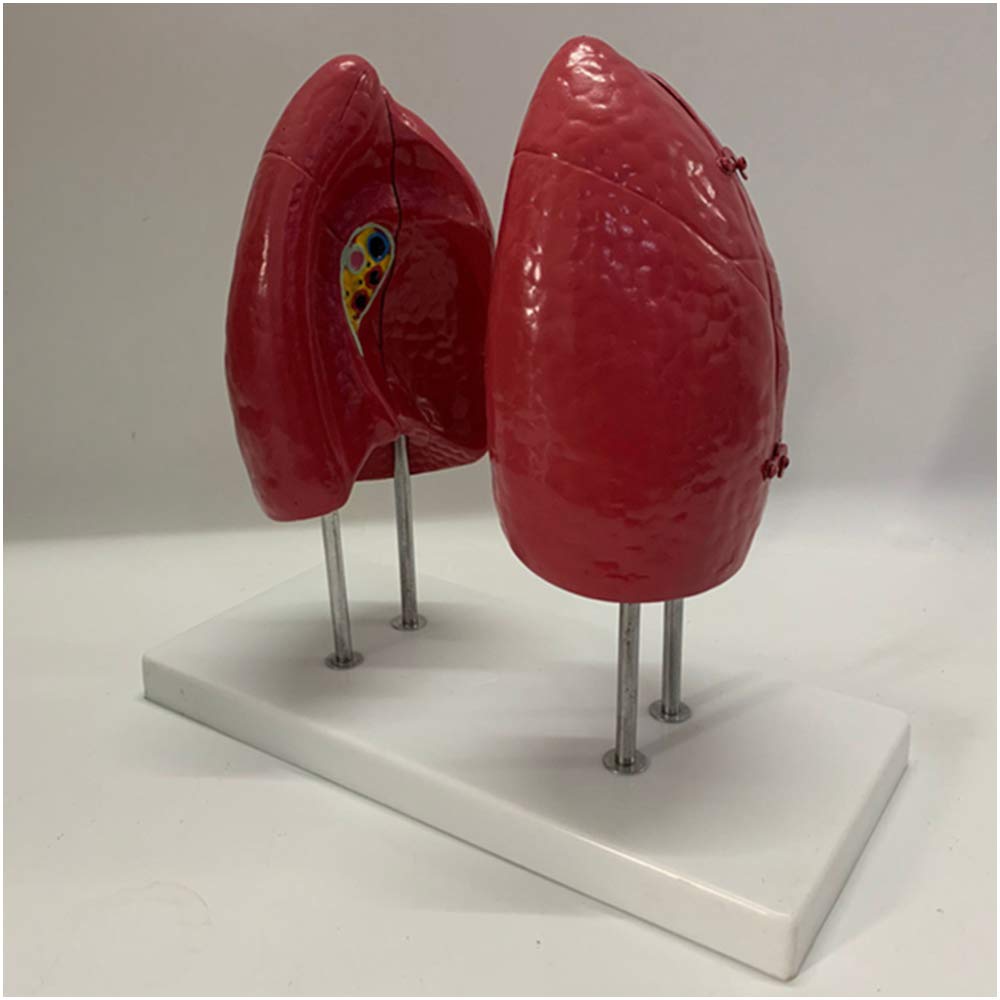 Model Anatomii Płuc Człowieka - Model Płuc W Rozmiarze Rzeczywistym 1:1 - Materiał Pvc Model Anatomiczny Narządów Ludzkich Model Trzewny - Do Nauki I Prezentacj,
