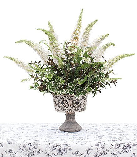4.5 In. Qt. White Album Wintercreeper (Euonymus) Live Shrub, Green And White Foliage #TOP7