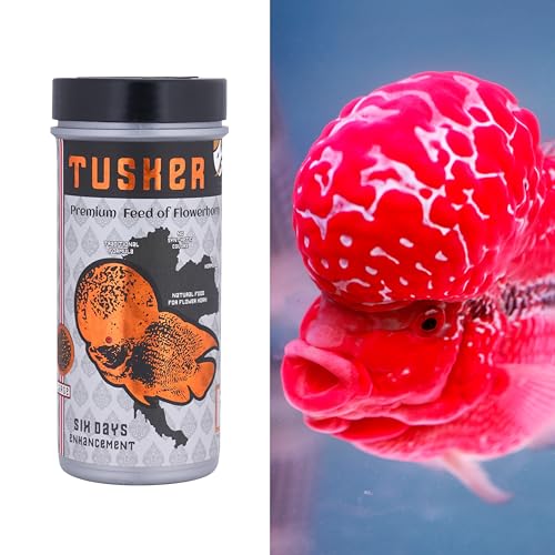 Image of JSquare Tusker Premium Feed of Flowerhorn, 6 Days Enhancement Fish Food | 55% Protein | Traditional Formula, Large Pellets, Natural Fish Food for flowerhorn | 100 Grams,Adult