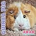 Guinea Pig 2020 Mini Wall Calendar