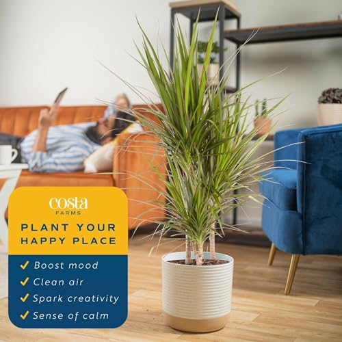 Costa Farms Dracaena Marginata Magenta Madagascar Dragon Tree, Live Indoor Plant, Easy to Grow Houseplant Potted in Decor Planter Pot, Living Room Home and Office Decor, 3-4 Feet Tall Costa Farms Dracaena Marginata Magenta Madagascar Dragon Tree, Live Indoor Plant, Easy to Grow Houseplant Potted in Decor Planter Pot, Living Room Home and Office Decor, 3-4 Feet Tall